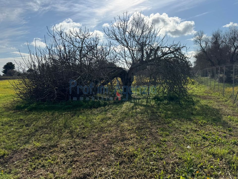 Helårsgrund i Carovigno, Brindisi - foto 2